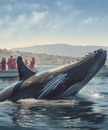 whale jumping put of the sea of cortez in los cabos mexico