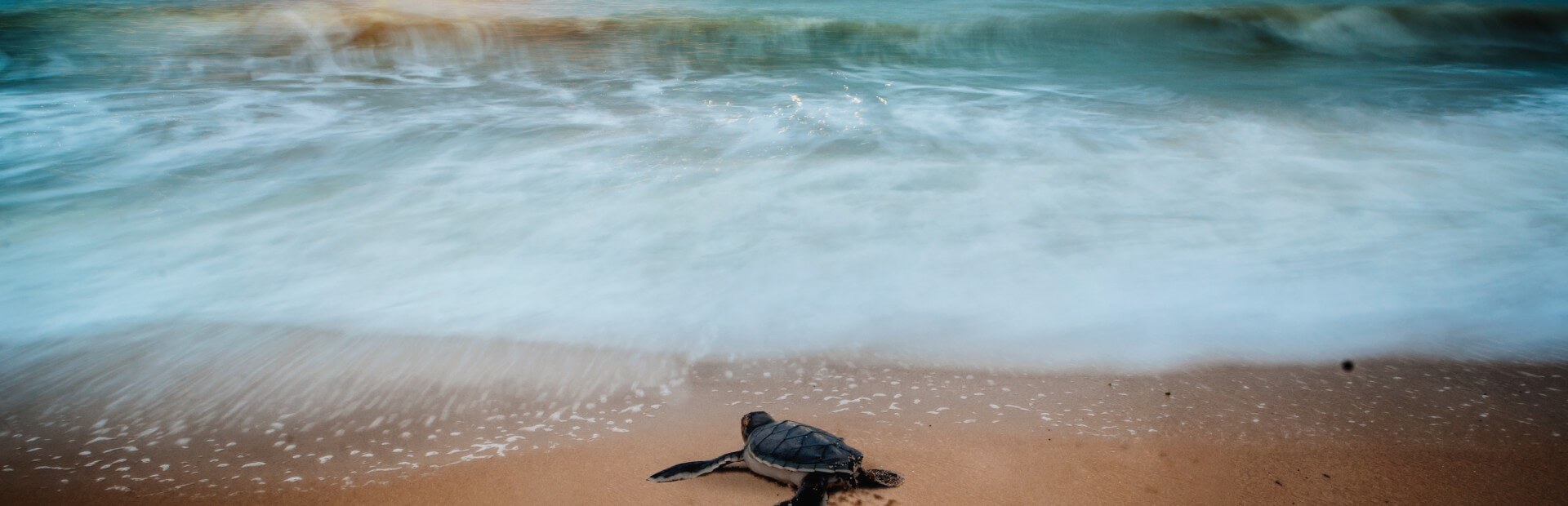 Turtles season in Cabo, nesting, hatching and release