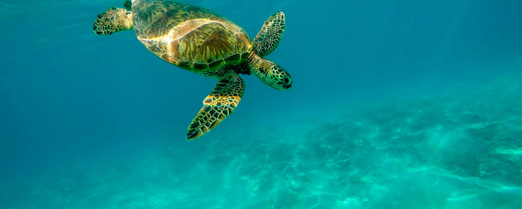 tortuga nadando en el mar caribe