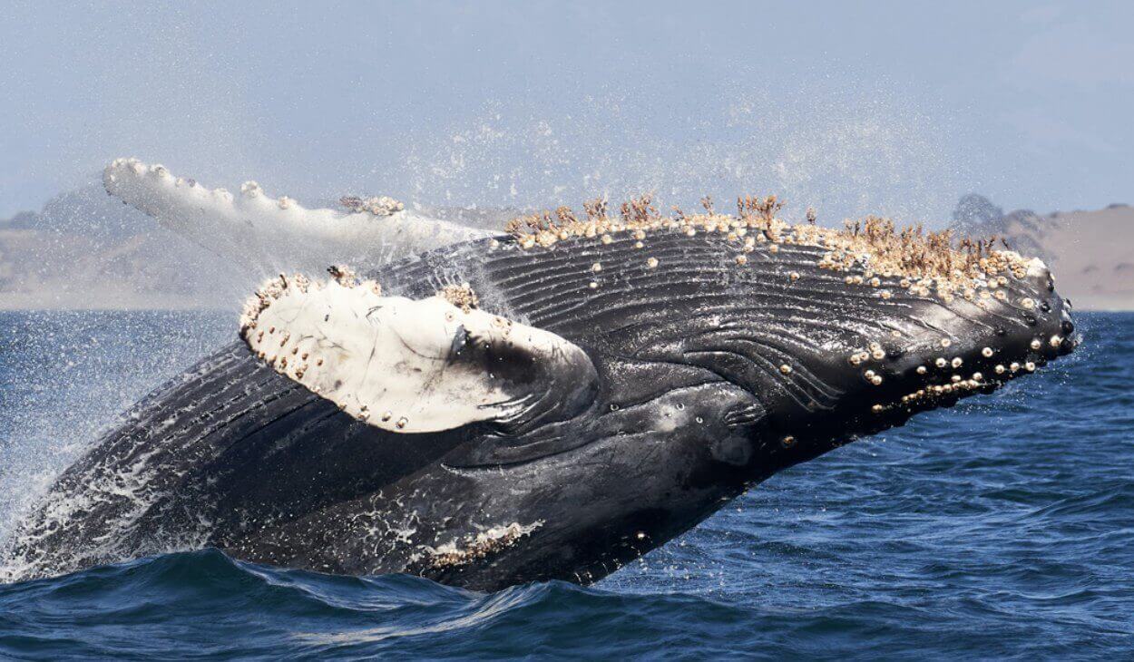 Amazing things you didn't know about Humpback Whales header