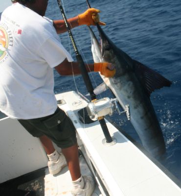 Pescador capturando y liberando un marlin azul rayado para el torneo bisbee en cabo san lucas