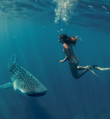 Nada con tiburon ballena en los cabos